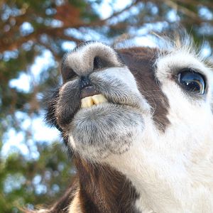 Llama buck-tooth close-up