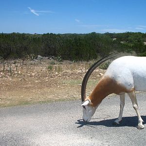 Scimitar-horned oryx