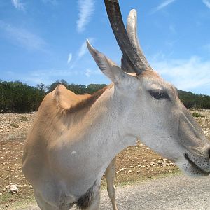 Eland close-up