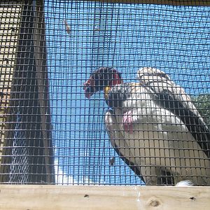 King Vulture