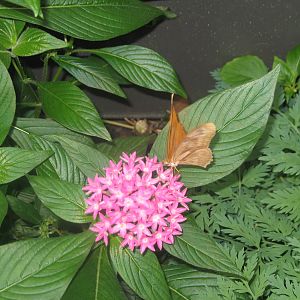 Butterfly in Pollinarium