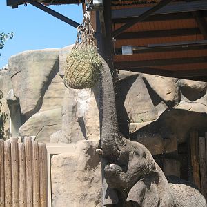 Elephant reaching for hay