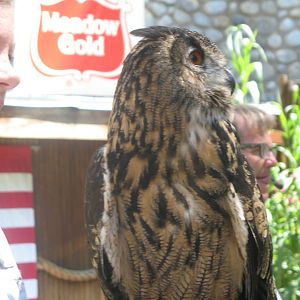 Owl in World of Flight bird show