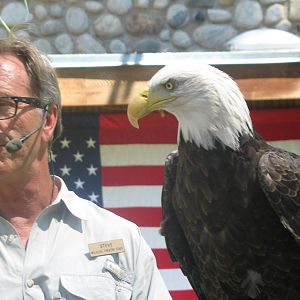 World of Flight host with bald eagle