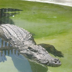 Large crocodile