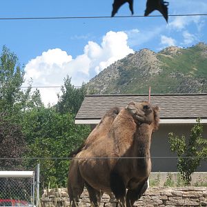 Camel with scenery in background