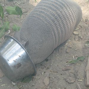 Armadillo with head in bowl.