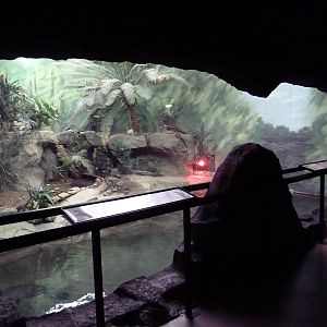 USS Antiquities Hall - Dwarf Caiman/Turtle Exhibit