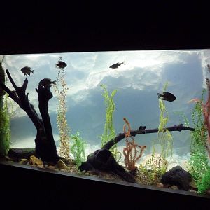 Social Building - Bluegill Tank + River Otter Exhibit in Background