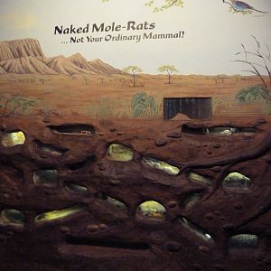 Social Building - Naked Mole Rat Exhibit