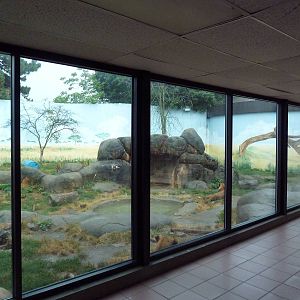 Social Building - Lion Exhibit