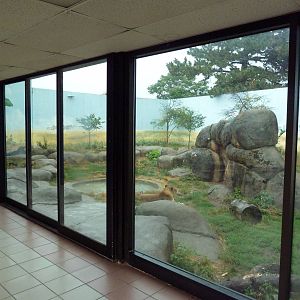 Social Building - Lion Exhibit