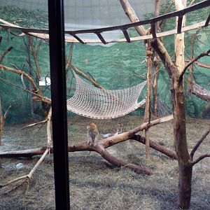 Social Building - Patas Monkey Exhibit