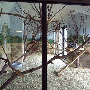 Social Building - Ring-Tailed Lemur Exhibit
