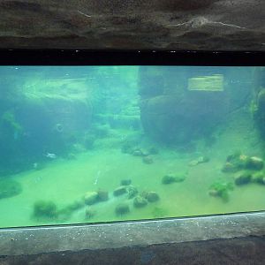 Humboldt Penguin Exhibit - Underwater Viewing
