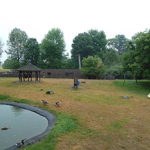 Reindeer/Tundra Swan/Helmeted Guineafowl Exhibit
