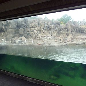 Humboldt Penguin Exhibit