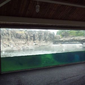 Humboldt Penguin Exhibit