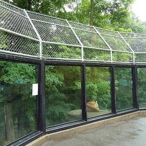 Amur Tiger Exhibit (Huge Enclosure)