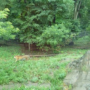 Amur Tiger Exhibit (Huge Enclosure)