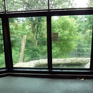 Amur Tiger Exhibit (Huge Enclosure)