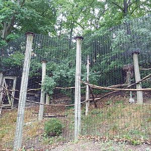 Red-Tailed Hawk Exhibit