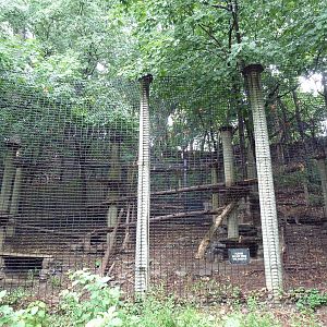 Eurasian Lynx Exhibit