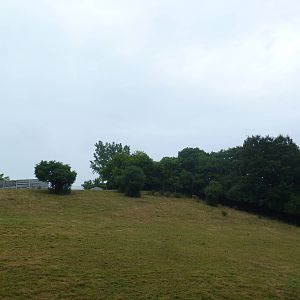 White-Lipped Deer Exhibit