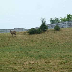 White-Lipped Deer Exhibit