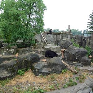 Spectacled Bear Exhibit