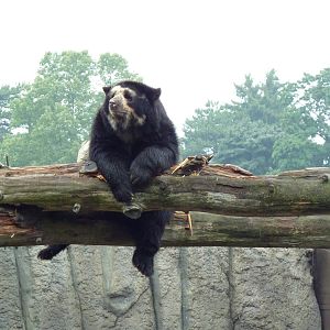 Spectacled Bear