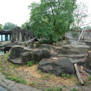 Spectacled Bear Exhibit