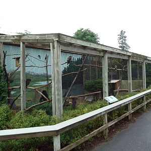 Bird Aviaries (4 Species)