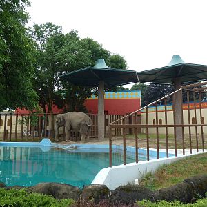 Asian Elephant Exhibit - Bull Paddock