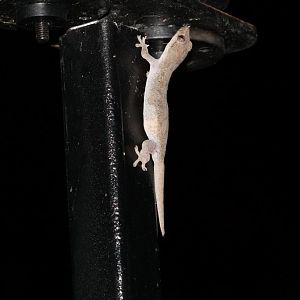Oceanic Gecko (Gehyra oceanica)
