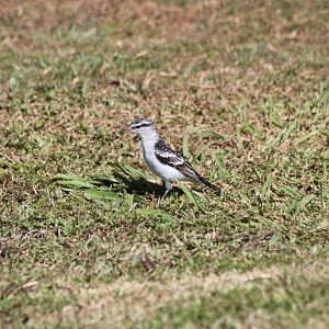 Polynesian Triller (Lalage maculosa)