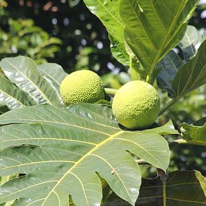 Breadfruit