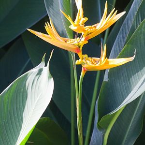 Strelitzia