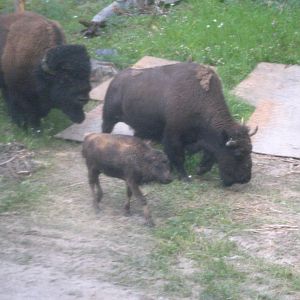 Bison family outside lodge window