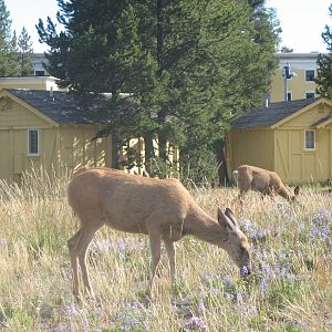 Mule deer on lodge grounds