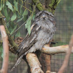 frogmouth