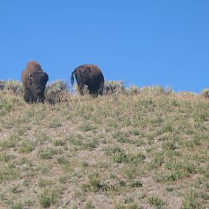 Yellowstone-Bison