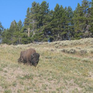 Bull Bison in Yellowstone