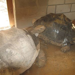 African Spurred Tortoises