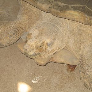 African Spurred Tortoise