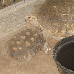 Mother and baby African Spurred Tortoise