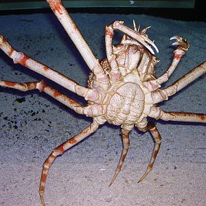 Japanese spider crab