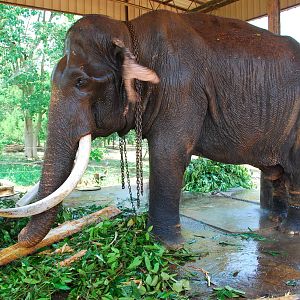 Raja the blind bull elephant.