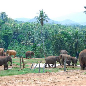Free-ranging elephants
