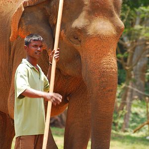 Elephant with mahout (caretaker)